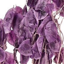 Artículo Hoja plateada seca Lunaria luna violeta púrpura 65-70cm 20g