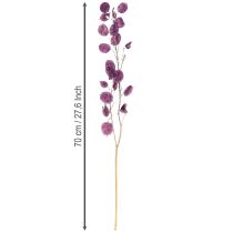 Artículo Planta del dinero Planta seca Lunaria Violeta 65-70cm 20g