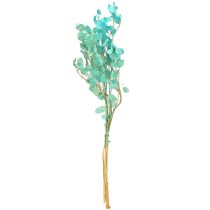 Artículo Planta del dinero Planta seca Lunaria Azul claro 65-70cm 20g