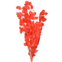 Artículo Hoja plateada seca Lunaria roja 65-70cm 20g
