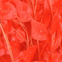 Artículo Hoja plateada seca Lunaria roja 65-70cm 20g