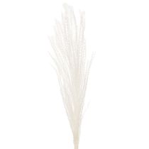 Artículo Flores secas, hierba plateada. Elegante decoración natural para el hogar y la oficina. 70 cm, 10 unidades.