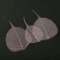 Artículo Hojas de esqueleto Hojas de Bodhi esqueletizadas moradas 5-15cm 200 uds