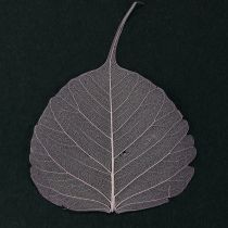 Artículo Hojas de esqueleto Hojas de Bodhi esqueletizadas moradas 5-15cm 200 uds