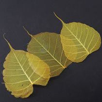 Artículo Hojas de esqueleto, hojas de álamo, amarillas, 5-15 cm, 200 piezas