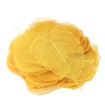 Artículo Hojas de Bodhi esqueletizadas para decoraciones creativas
