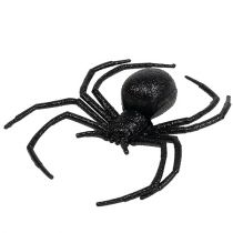 Spider Black 16cm con mica