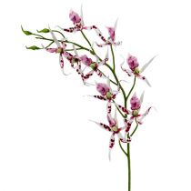Orquídeas Araña Brassia Rosa-Blanco 108cm 3pcs