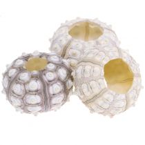 Erizo de mar 10pcs
