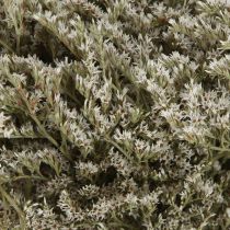 Artículo Lavanda marina Statice Tatarica flores secas naturales 2 kg