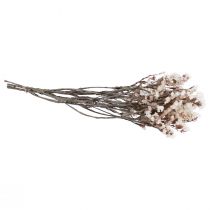 Artículo Flores secas de lavanda marina blanca (Limonium), 60 cm, 35 g