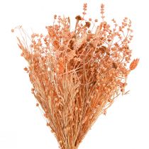 Artículo Ramo de flores secas naranja albaricoque ramo seco 45cm 80g