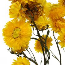 Flor seca Flor de paja amarilla Helichrysum Decoración seca Manojo 50cm 45g