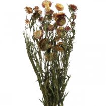 Artículo Flor de paja Amarillo, rojo seco Helichrysum flor seca 50cm 60g