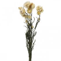 Artículo Decoración seca flor de paja crema helicriso seco 50cm 30g
