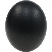 Decoración Huevo de Avestruz Decoración de Pascua soplada Negro Ø12cm H14cm