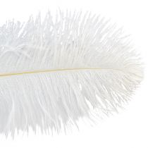 Artículo Plumas de Avestruz Decoración Exótica Plumas Blancas 32-35cm 4uds