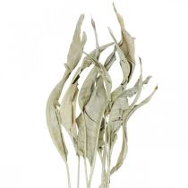 Hojas de Strelitzia secas verdes esmeriladas 45-80cm 10ud