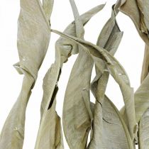 Hojas de Strelitzia secas verdes esmeriladas 45-80cm 10ud