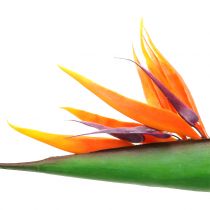 Strelitzia Ave del paraíso 95cm