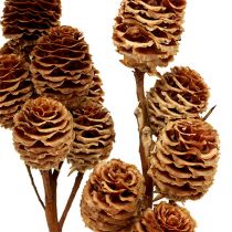 Strictum 6 - 9 cabezas 25pcs