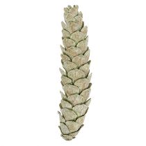 Conos estroboscópicos como decoración natural 15cm - 20cm verde 50p