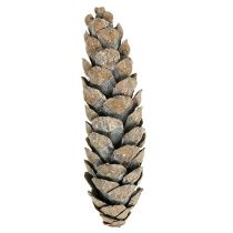 Artículo Conos Strobus 15cm - 20cm blanqueados 50 uds.