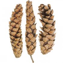 Piñas Pino Blanco Strobus Nature Mixto 2,5kg