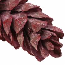 Artículo Conos estrobus decoración natural rojo 15cm - 20cm 50 uds
