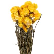 Artículo Ramo de flores secas de siempreviva amarilla (Helichrysum), 100 g