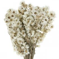 Flores de Paja Ramo de Flores Secas Blanco Pequeño 15g
