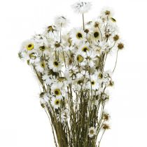 Acroclinium White, Plantas Secas, Helichrysum, Flores Secas L20–40cm 25g