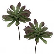 Verde suculento, burdeos 10cm 12pcs