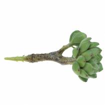 Artículo Suculenta Echeveria verde artificial H15cm