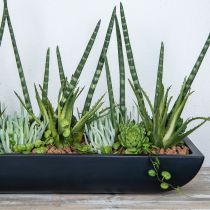 Suculenta Echeveria verde artificial H15cm