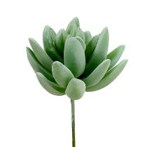 Artículo Echeveria Suculenta Ø6.5cm L11cm 6uds
