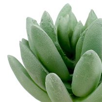 Artículo Suculenta Echeveria Ø6.5cm L11cm 6pcs