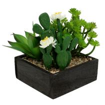 Suculento en caja de madera Al.14 cm 1pc