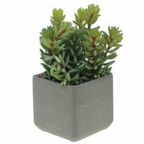 Sedum de serpiente suculenta en maceta H16cm