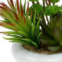 Suculentas en maceta Ø12cm H11cm 1ud
