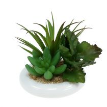 Suculentas en maceta de cerámica Ø12cm