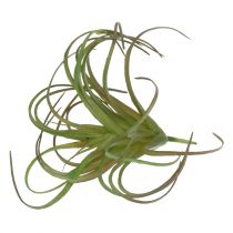Tillandsia surtida 8cm 3uds