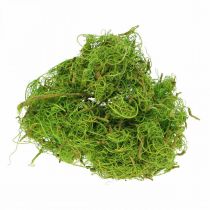 Artículo Fibra de Tamarindo Fibra Natural Verde Claro para Manualidades y Decoración 500g