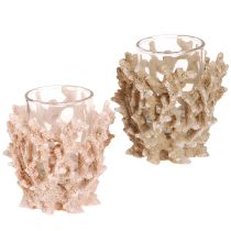 Artículo Portavelas decoración coral crema marítima marrón H9cm 2ud