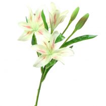 Crema de lirio tigre 60cm