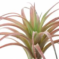 Tillandsia verde-rojo flocado 15cm 4pcs