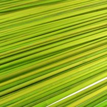 Artículo Palos decorativos Tonkin 70cm verde claro 150 piezas