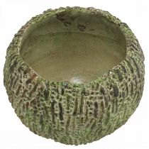 Artículo Maceta de hormigón, estilo antiguo, verde y marrón, redonda, Ø15,5 cm