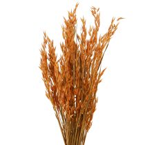 Artículo Dry Deco Avena Deco en Naranja L64cm 70-75g 2ud