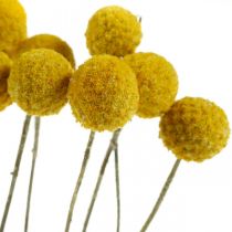 Artículo Flores secas de Craspedia, amarillas, 70 cm, decorativas, 10 unidades